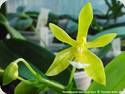 Phal. mannii flava x celebensis
